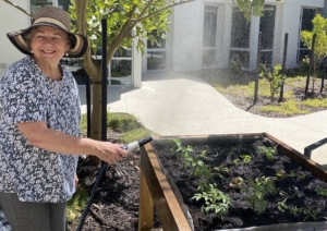Smiling lady in hat watering a raised garden bed in a courtyard