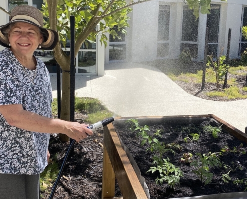 Smiling lady in hat watering a raised garden bed in a courtyard